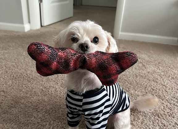 A small dog wearing a striped shirt holding a red and black plaid object.