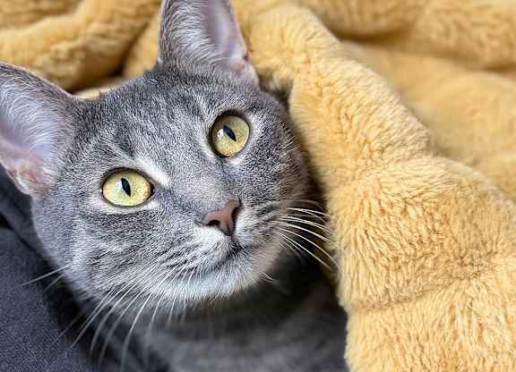 A grey cat with yellow eyes is peeking out from a yellow blanket.