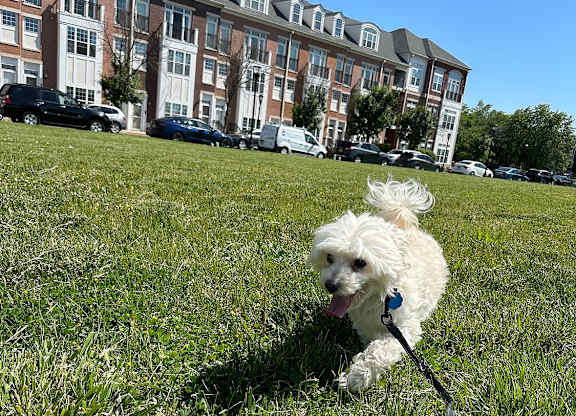 A small white dog is sitting on a leash in a grassy field.
