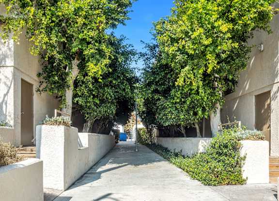 A tree-lined walkway between two buildings.