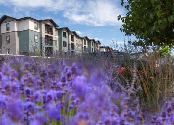 a field of purple flowers in front of a building