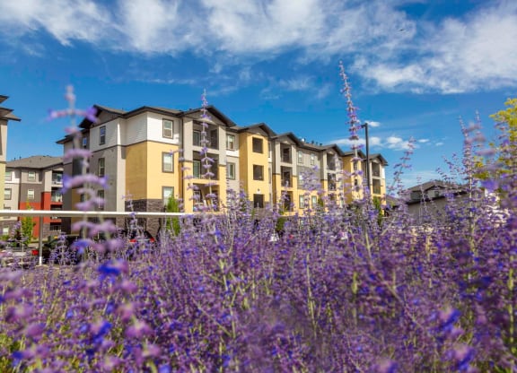 purple flowers in the foreground with a row of houses in the background