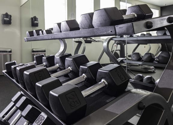 a row of dumbbells in a gym