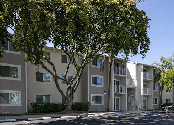A tree in front of apartment buildings.