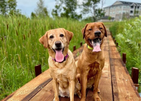 two dogs sitting on a wooden bridge  at Timber Ridge, Forest Lake, 55025