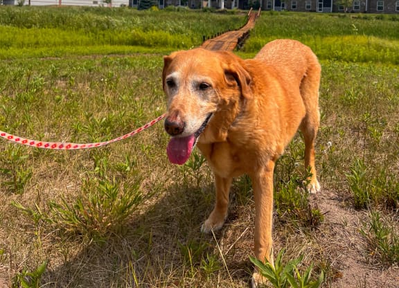 a dog on a leash in a field in front of an apartment building  at Timber Ridge, Forest Lake