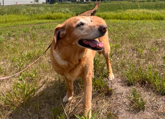 a dog on a leash in a field with an apartment building in the background  at Timber Ridge, Forest Lake, 55025