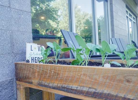 A wooden bench with plants growing on it in front of a window.