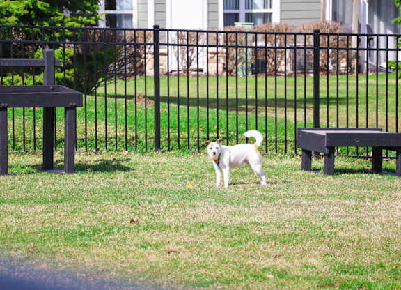 A small white dog is standing in the grass.