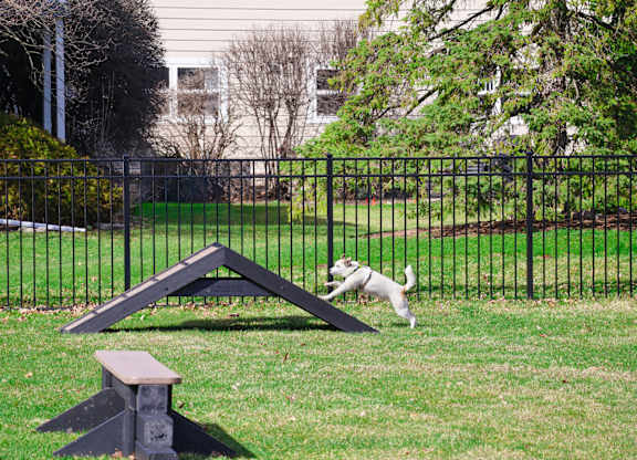 A dog is playing in a park with a picnic table and a black fence.