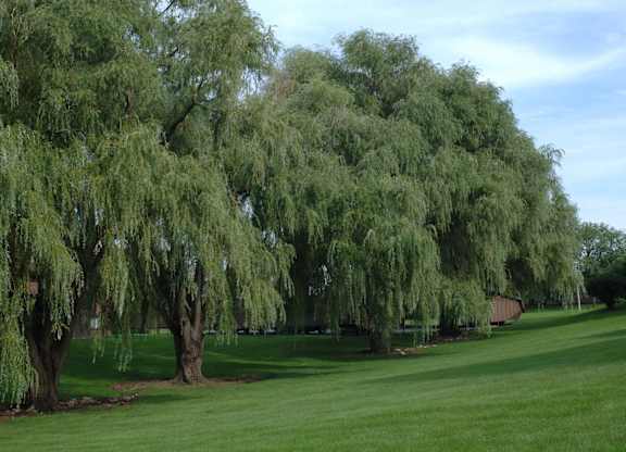 Beautiful Grounds