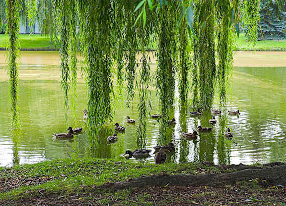 Duck Pond