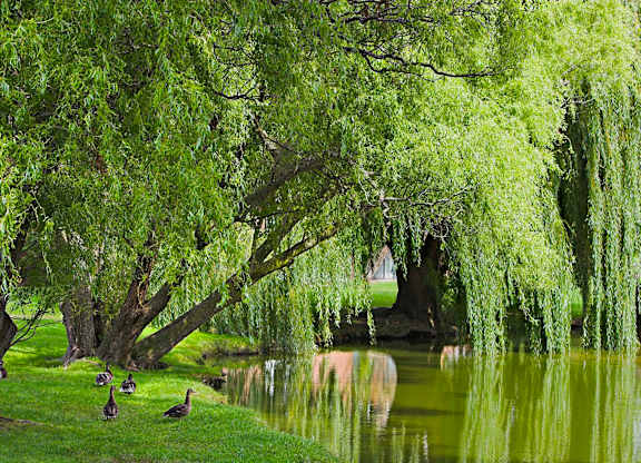 Duck Pond