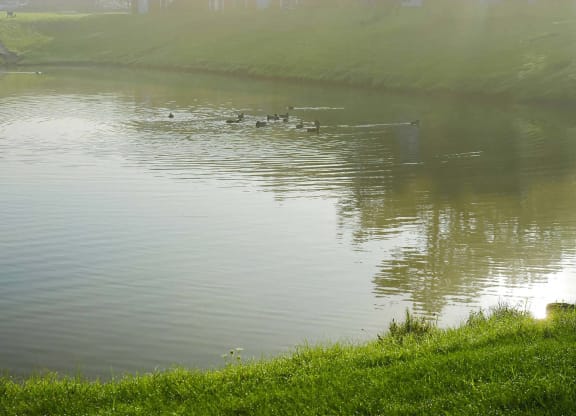 Duck Pond
