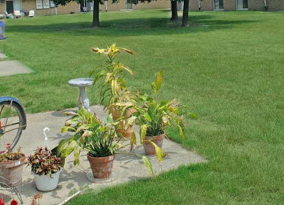 A garden with a variety of plants and flowers in pots.