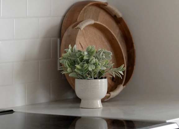 A plant in a white pot sits on a stove top.