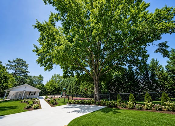 A large tree in the middle of a well-manicured lawn.