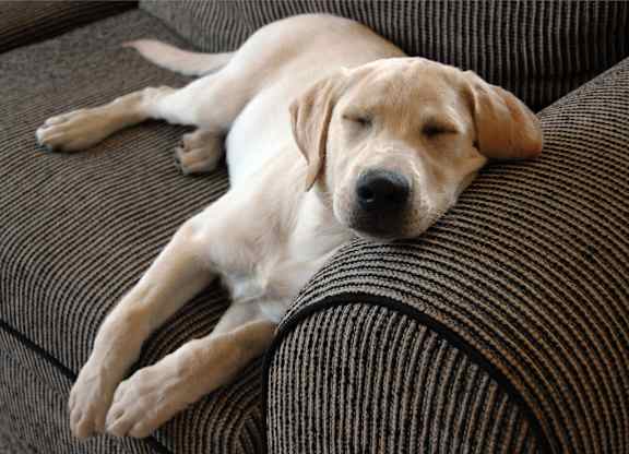 A dog is sleeping on a brown couch.