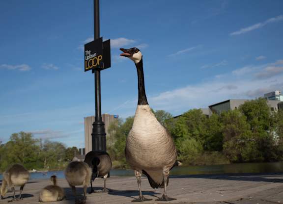 A group of geese are standing by a sign that says
