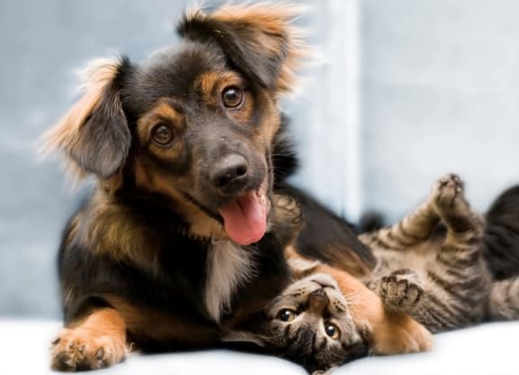 Dog Friendly at Orville Commons, Woodbury, MN