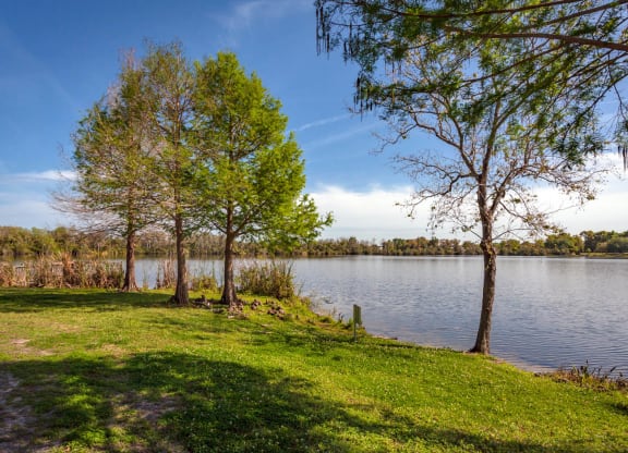 Pond