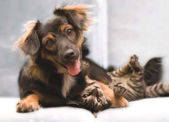 Dominium-Riverstation-Pet Friendly at Riverstation, Texas, 75217