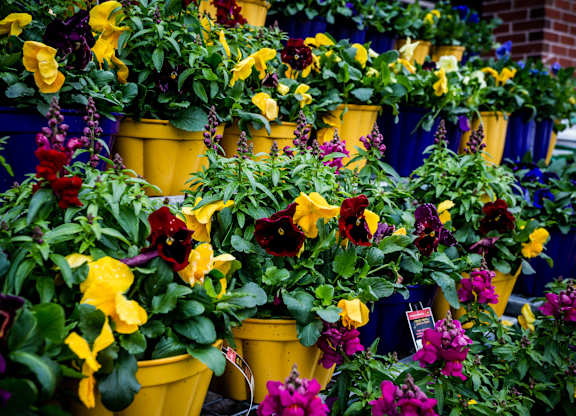 A bunch of yellow and purple flowers in pots.
