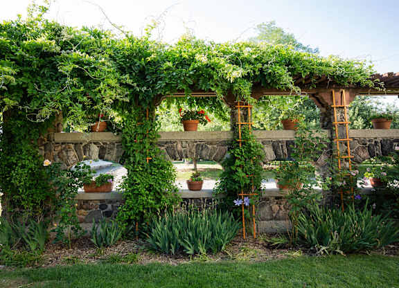 A green vine plant is growing over a stone wall and a wooden trellis.