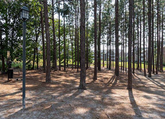 A forest of trees with a street light in the foreground.