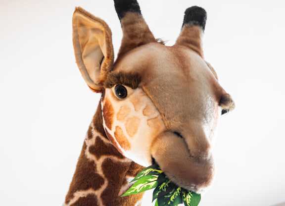 A stuffed giraffe head with a green leaf in its mouth.