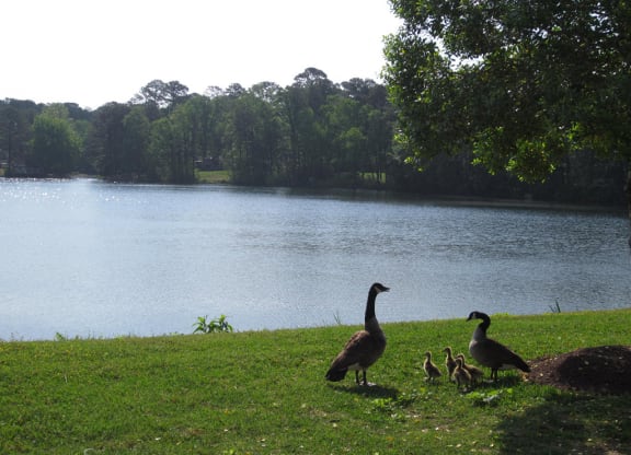 Old Donation Apartments Geese