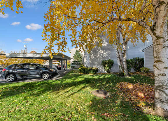 Tree with Yellow leaves in yard at Peaks on Pines, Spokane Valley