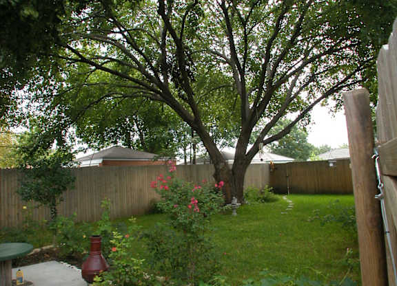 A tree in a backyard with a fence and a red object in the middle of the yard.