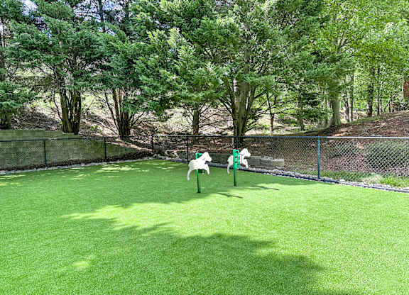 Dog Park