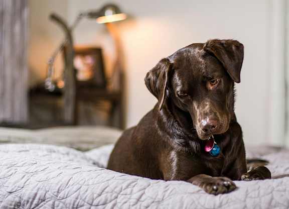 Liberty Hill Apartments is pet friendly!