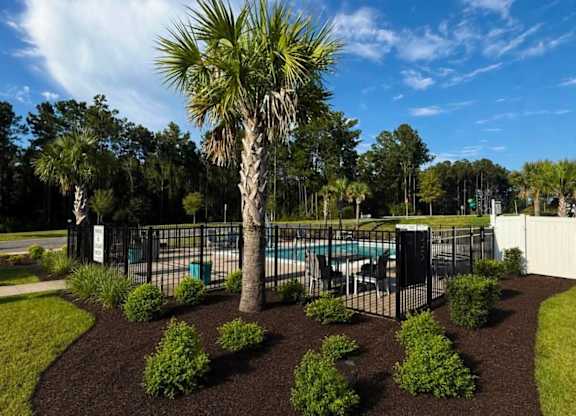 A palm tree stands in a garden with a pool in the background.