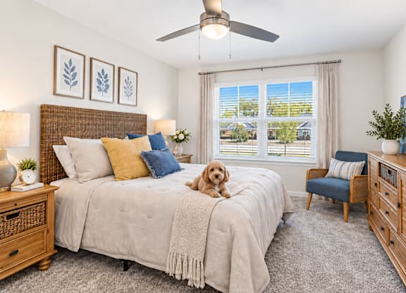 A dog is sitting on a bed in a bedroom with a ceiling fan.