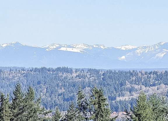 A forest of trees with snow covered mountains in the background.