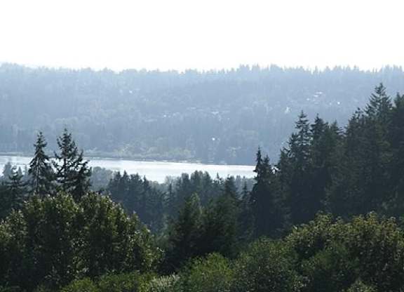 A forest with a lake in the distance.