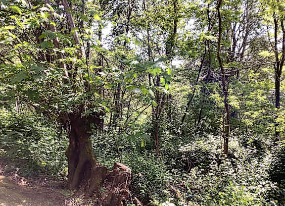 A forest scene with a large tree in the foreground and a clearing in the background.