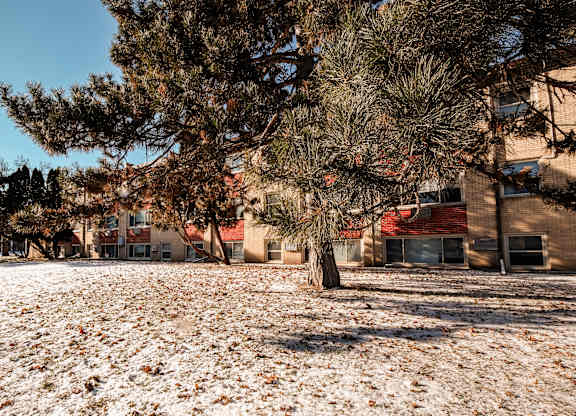 A pine tree stands in the foreground of a snowy field with buildings in the background.