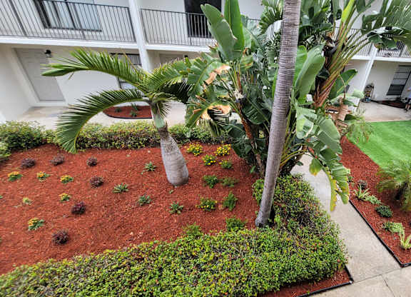 A palm tree stands in a garden with a white building in the background.