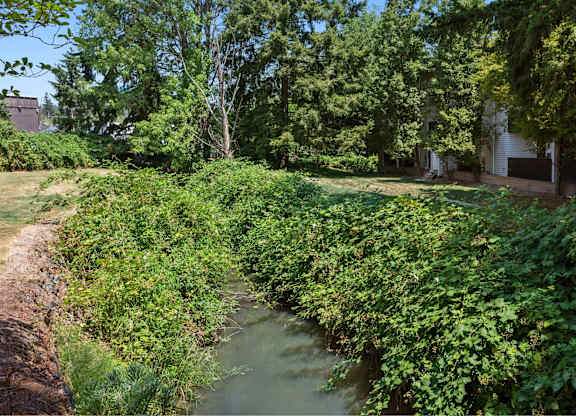 A small river runs through a lush green forest.