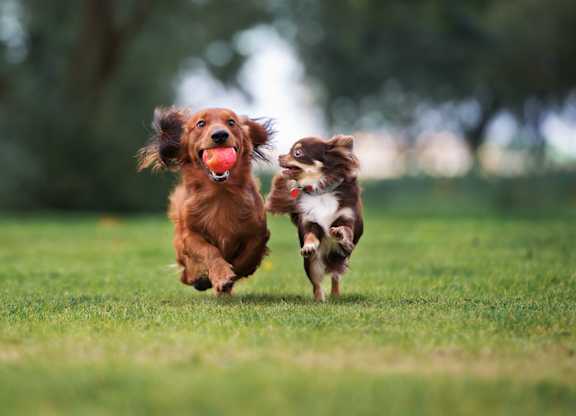 A dog is running with a ball in its mouth.