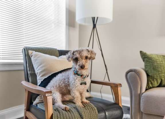 A dog sits on a chair in a room with a lamp.