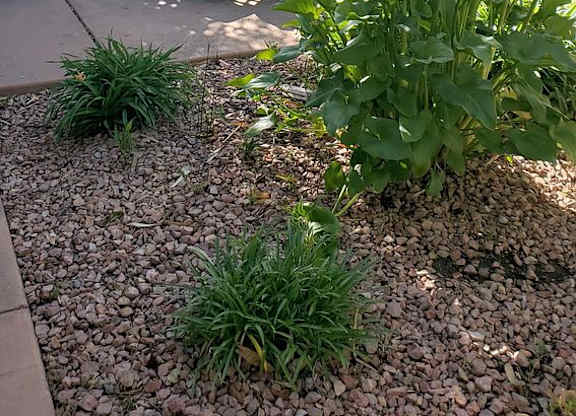 A backyard with a picnic table surrounded by plants.