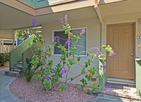 a plant with purple flowers in front of a building