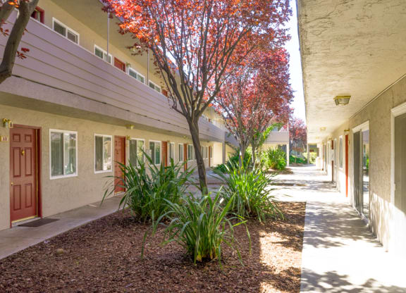 A tree with red leaves is in front of a building.