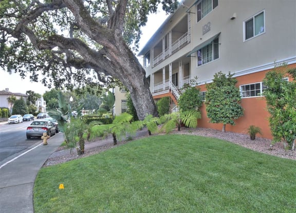 A tree in front of a building with a yellow object on the ground.