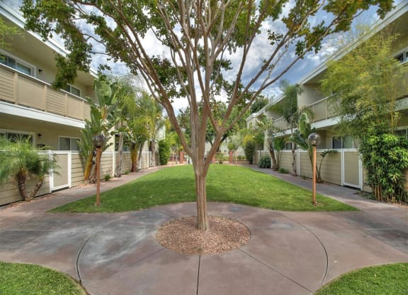 A tree in a courtyard surrounded by apartment buildings.